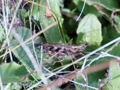 Chortoicetes terminifera