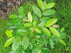 Glochidion billardierei