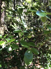 Vaccinium arboreum image
