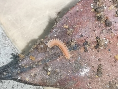 Pyrgodesmidae