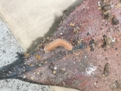 Pyrgodesmidae