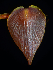 Corsia dispar