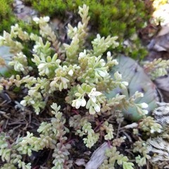 Sedum pusillum