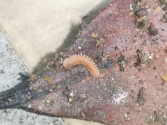Pyrgodesmidae