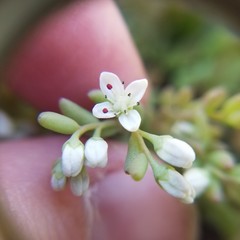 Sedum pusillum