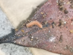 Pyrgodesmidae