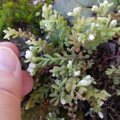 Sedum pusillum