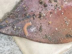 Pyrgodesmidae