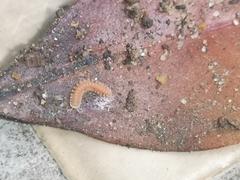 Pyrgodesmidae