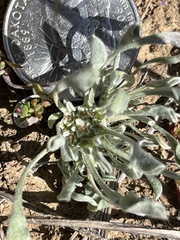 Hesperevax caulescens