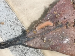 Pyrgodesmidae