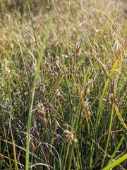 Carex pansa