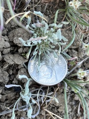 Hesperevax caulescens