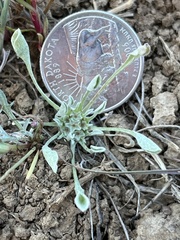 Hesperevax caulescens