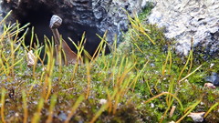 Anacamptodon splachnoides