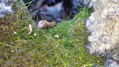 Anacamptodon splachnoides