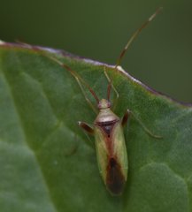 Creontiades rubrinervis