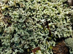 Cladonia caroliniana