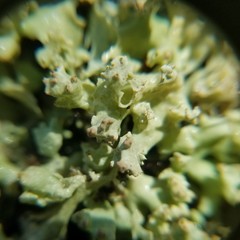 Cladonia caroliniana