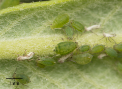 Aphis farinosa