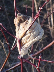Tenodera sinensis