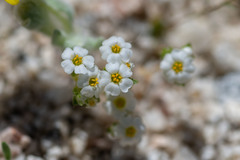 Linanthus maculatus emaculatus