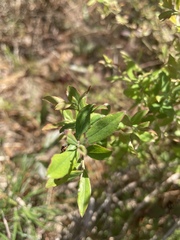 Vaccinium darrowii