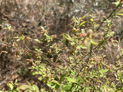 Vaccinium darrowii