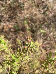 Vaccinium darrowii