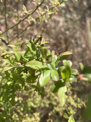 Vaccinium darrowii
