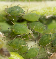 Aphis farinosa