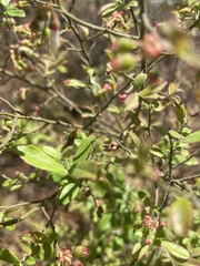 Vaccinium darrowii