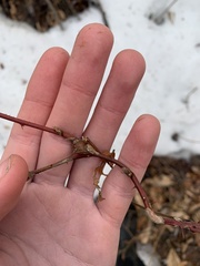 Neolasioptera nodulosa