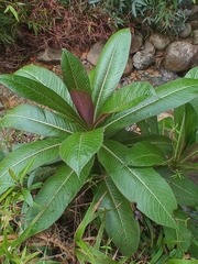 Lobelia robusta