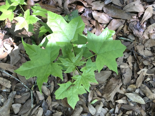 Altingiaceae image