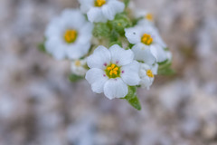 Linanthus maculatus emaculatus