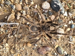Grammostola vachoni