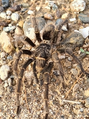 Grammostola vachoni