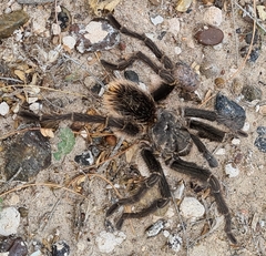 Grammostola vachoni