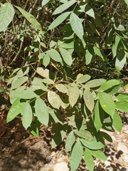 Guarea glabra excelsa