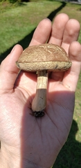 Porphyrellus sordidus