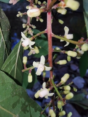 Guarea glabra excelsa