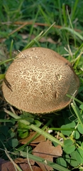 Porphyrellus sordidus