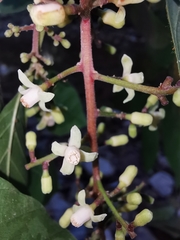 Guarea glabra excelsa