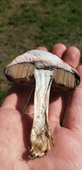 Porphyrellus sordidus