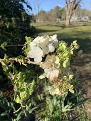 Viburnum macrocephalum