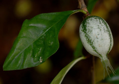 Rosenbergiodendron formosum