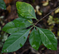 Rosenbergiodendron formosum