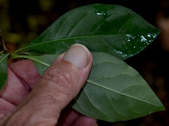 Rosenbergiodendron formosum