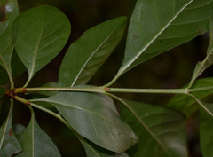 Rosenbergiodendron formosum